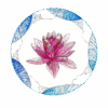 Lotus Ocean Harmony Box-Crop