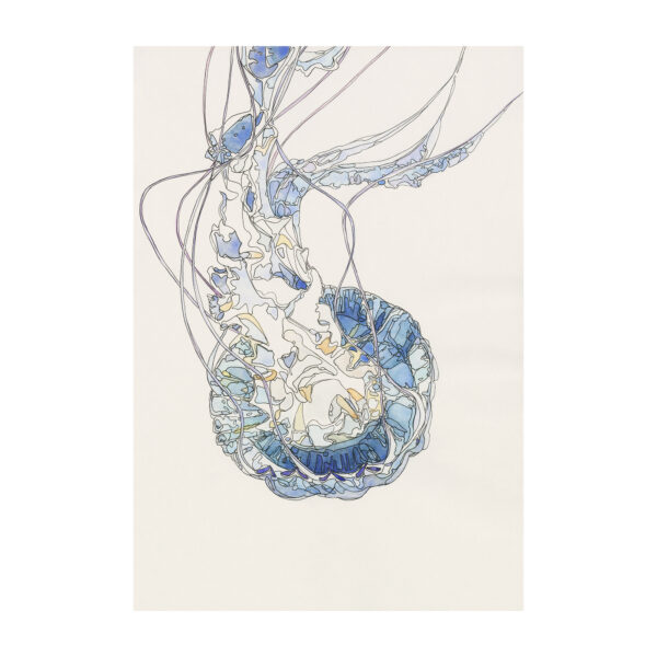 Blue Jellyfish Blue Jellyfish