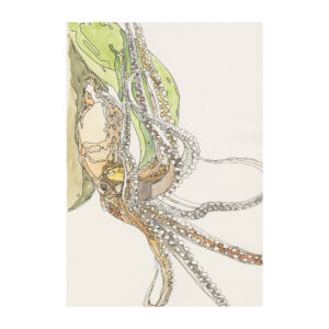 Octopus Octopus