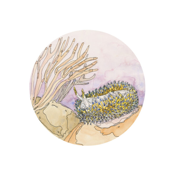 Yellow and Blue Nudibranch Yellow and Blue Nudibranch